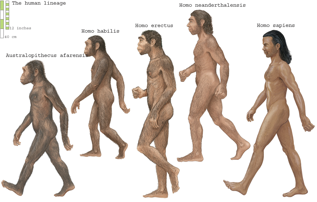 Australopithecus afarensis, Homo erectus, Homo habilis, Neandertal y Homo sapiens.