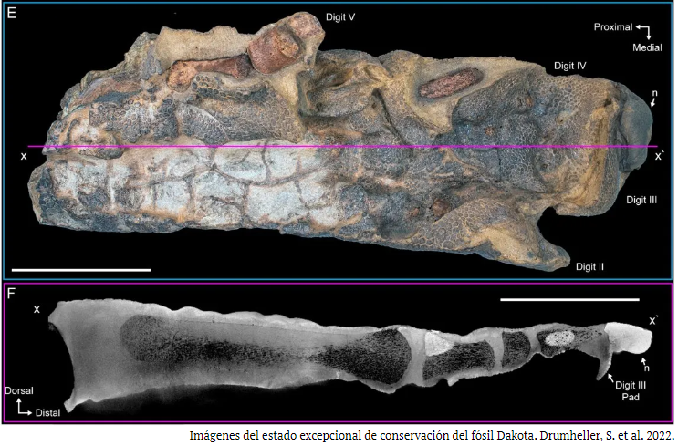 El fósil Dakota es un Edmontosaurio hallado en Dakota del Norte en 2006.