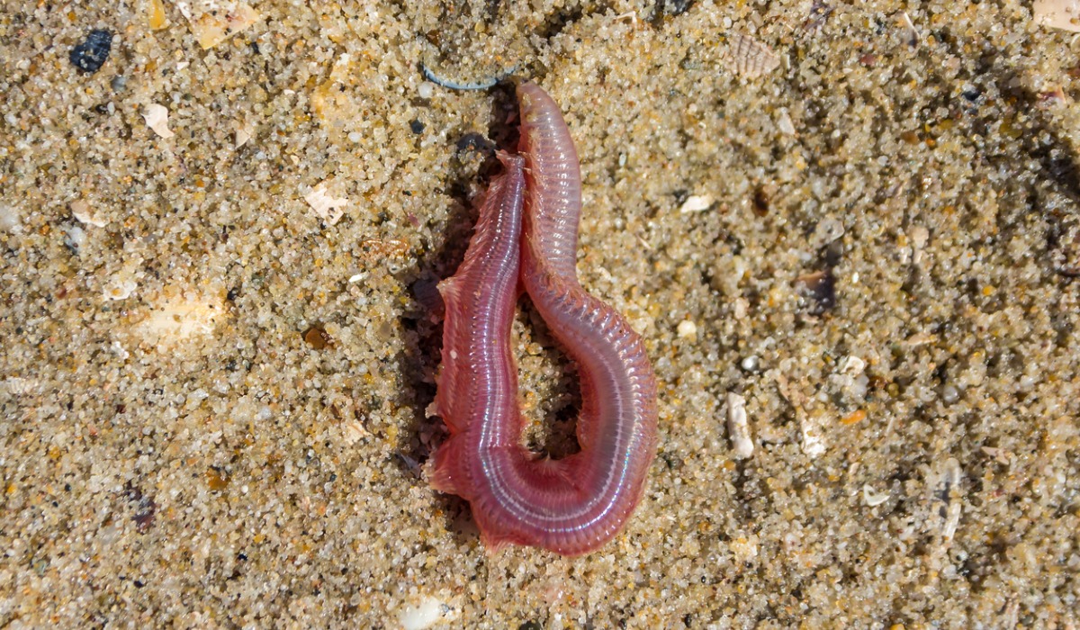 Un gusano de sangre en el lecho marino.