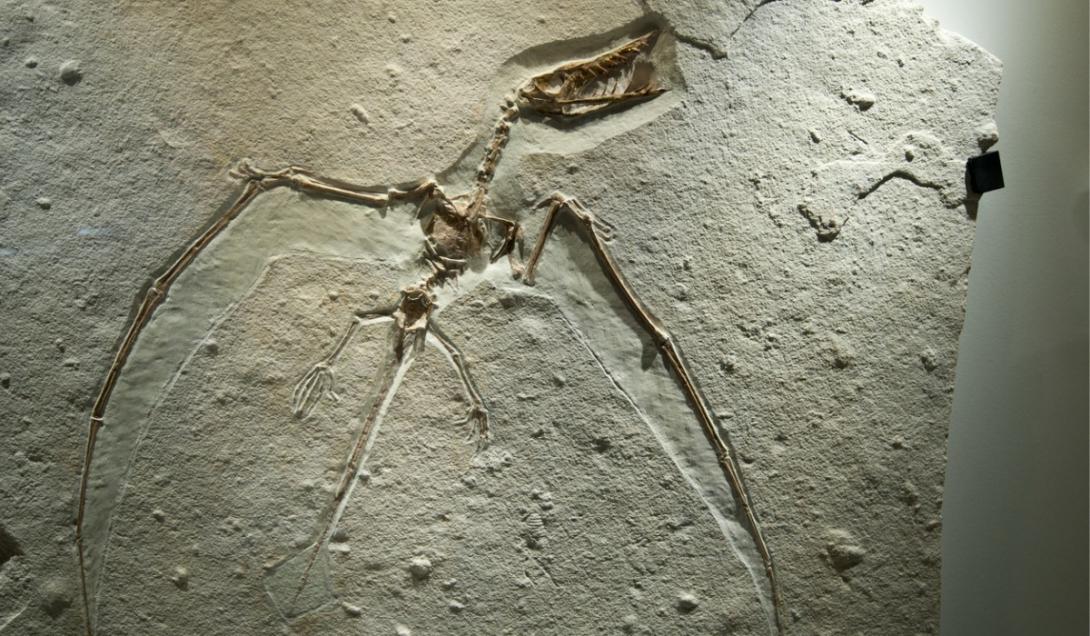 Descubren en China un eslabón perdido en la evolución de los dinosaurios y las aves-0
